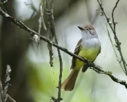 Myiarchus tyrannulus