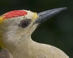 Melanerpes hoffmannii
