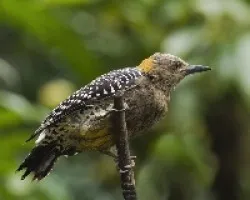 Melanerpes hoffmannii