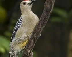 Melanerpes hoffmannii
