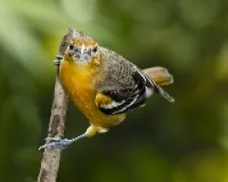 Icterus galbula