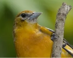 Icterus galbula