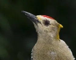 Melanerpes hoffmannii