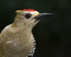 Melanerpes hoffmannii