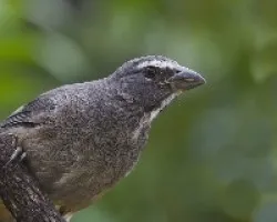 Saltator coerulescens