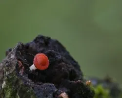 ascomycete