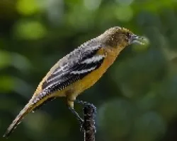 Icterus galbula