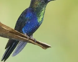 Thalurania colombica