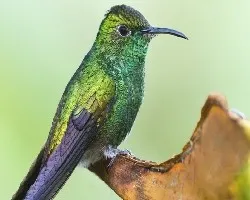 Elvira cupreiceps