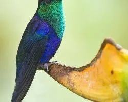 Thalurania colombica
