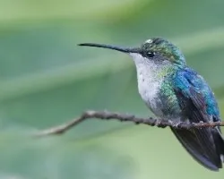 Thalurania colombica