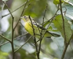 Dendroica fusca