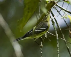 Dendroica fusca