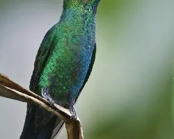 Heliodoxa jacula