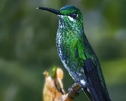 Heliodoxa jacula