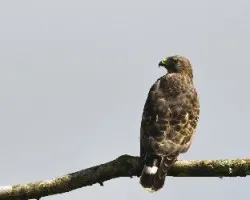 Buteo platypterus