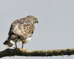 Buteo platypterus