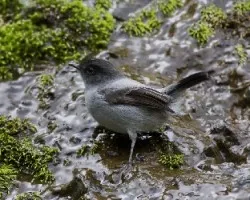 Serpophaga cinerea
