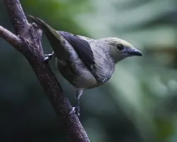Thraupis palmarum