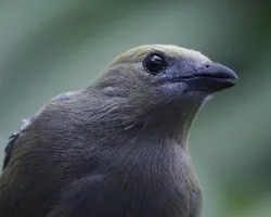 Thraupis palmarum