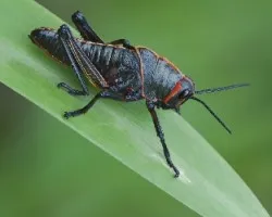 Insecto