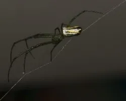 Araña