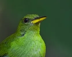 Chlorophanes spiza