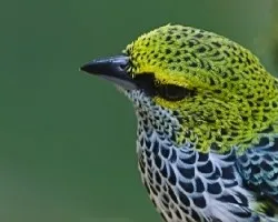 Tangara guttata