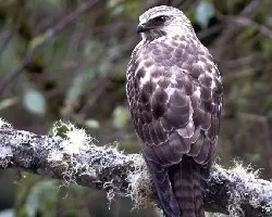 Buteo platypterus