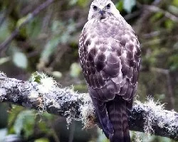 Buteo platypterus