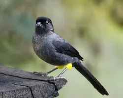 Pselliophorus tibialis