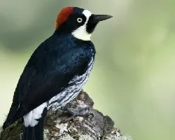 Melanerpes formicivorus