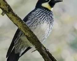 Melanerpes formicivorus