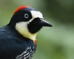 Melanerpes formicivorus
