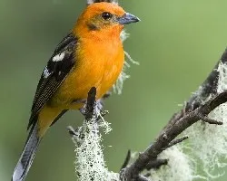 Piranga bidentata
