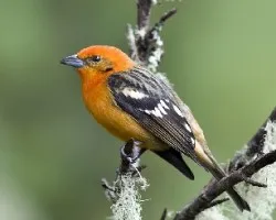 Piranga bidentata