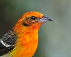 Piranga bidentata