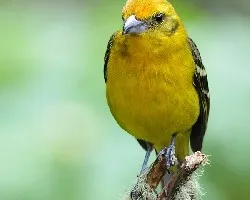 Piranga bidentata