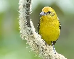 Piranga bidentata