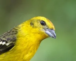Piranga bidentata