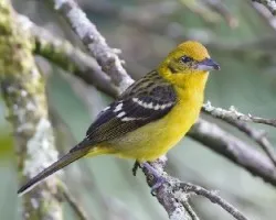 Piranga bidentata