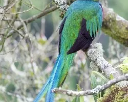 Pharomachrus mocinno