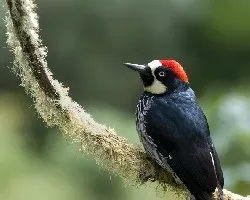 Melanerpes formicivorus