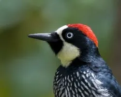 Melanerpes formicivorus