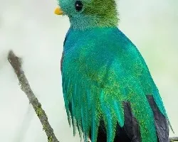 Pharomachrus mocinno