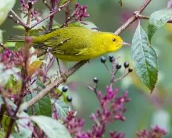 Wilsonia pusilla