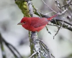 Piranga rubra