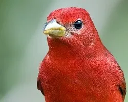 Piranga rubra