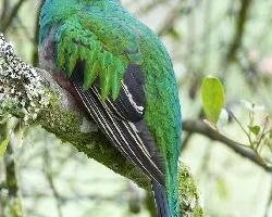 Pharomachrus mocinno