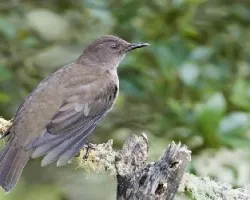 Turdus plebejus